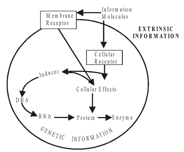 Flow of Information